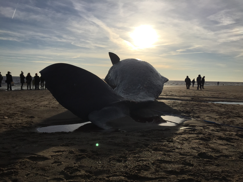 Illustration for article titled There May Be a Silver Lining to Those Dead Whales On UK Beaches
